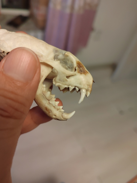 大仙头骨模型，中规中矩，标标治治！