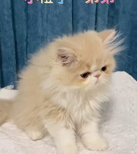自家猫生的小猫，波斯加菲长毛弟弟非常温顺可...