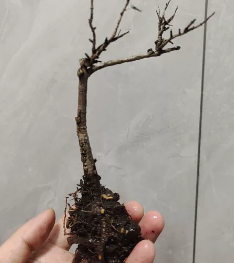 水杨梅小树飘枝 感兴趣的话点“我想要”和我...