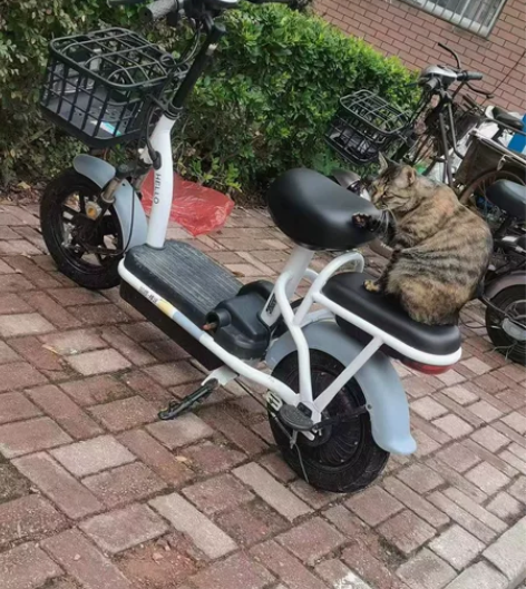 小型电动车，99新，买了差不多快一年，不经...