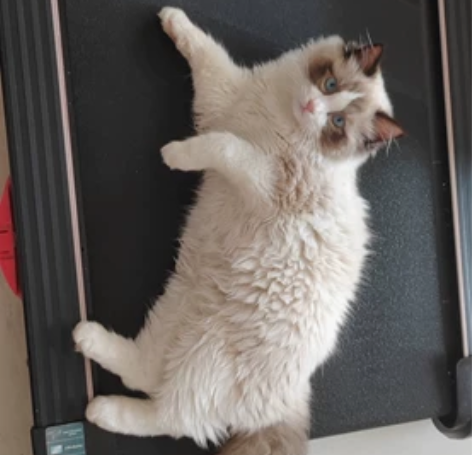 急售急售急售一只全款1588，寻健康家庭领...