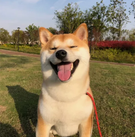 柴犬鉴定柴犬打假柴犬购买防骗柴犬品相鉴别 ...