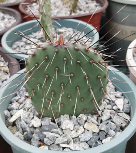 美穗三毛团扇，养定半年有根，宽8.4㎝，高...