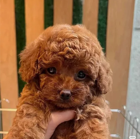 泰迪幼犬两个多月了，狗狗非常健康活泼，适合...