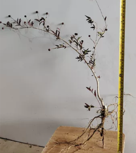 精品细叶红芽水杨梅飘枝小老桩，水培土培都可...