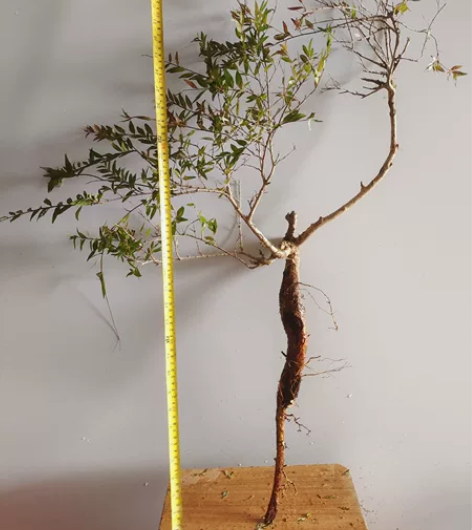 水杨梅高提根飘枝优美桩 感兴趣的话点“我想...