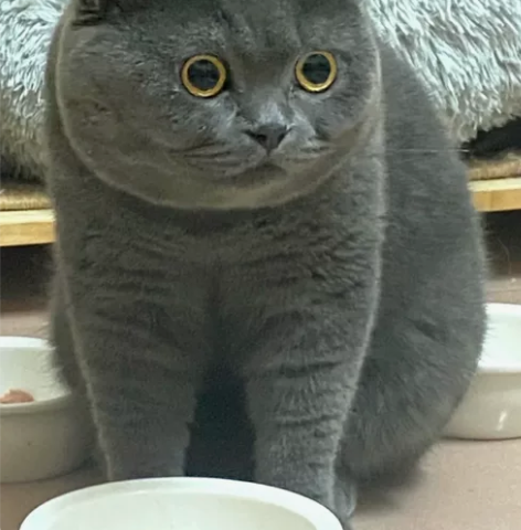 急！！！标价就是卖价！蓝猫700一只 找好...