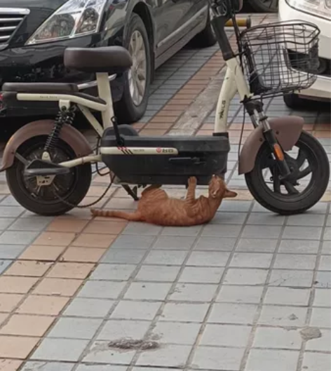 要回老家了，低价卖。台铃电动车，链条是坏的...