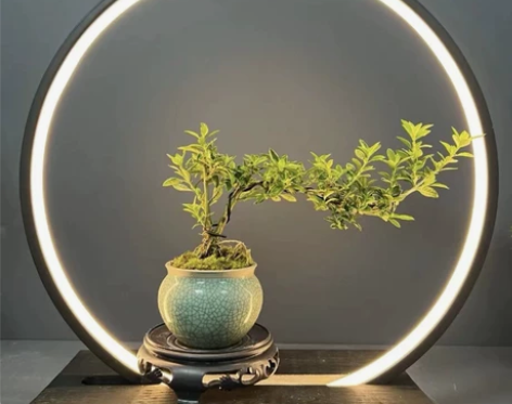 转让一盆悬崖飘枝造型的六月雪盆景 不快递（...