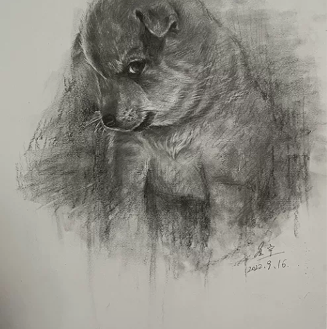 素描小狗，发布作品均为写生作品，不会出现重...
