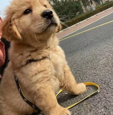 急转 家养金毛幼犬一窝,还有4只,两个...