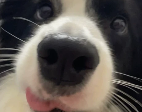 150-200以内收卡西欧z系列相机配件齐...