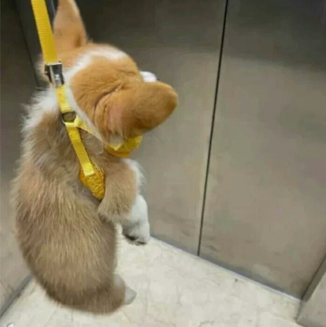 柯基幼犬，当时小孩哭着要买，买回来两天了，...