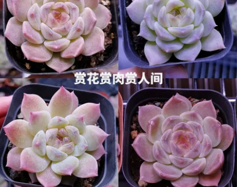 冰魄多肉钻石暗纹糖心多肉精品多肉植物一物一...