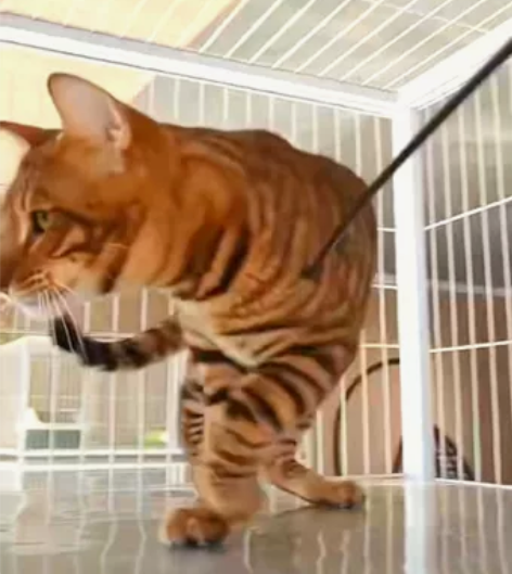 zll玩具虎猫新公找领养! 自家繁育的,八...