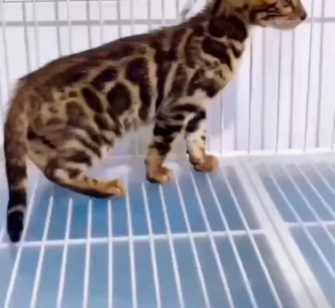 孟加拉豹猫，花纹好，超级帅，小可爱，脸蛋真...