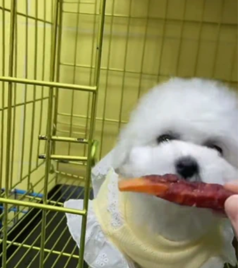 纯种比熊幼犬，已经快两个月了，两个男孩，出...