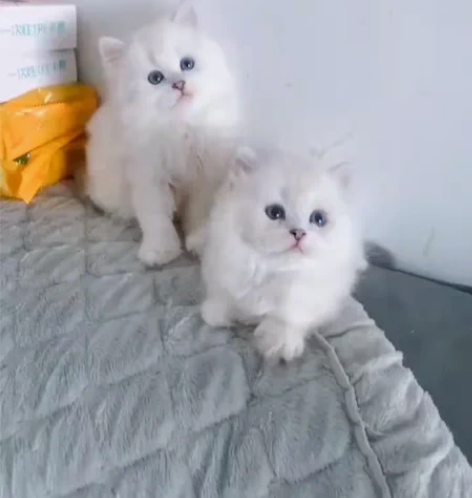 银点高地 纯白高地  金吉拉  脸蛋真的很...