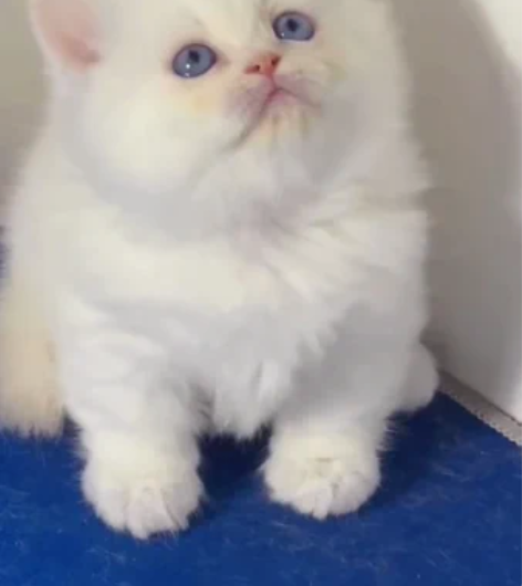 拿破仑纯白 minute拿破仑 曼基康矮脚...