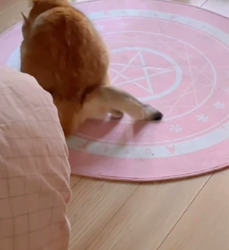 金渐层种公对外借配。带长毛基因。猫爹长毛蓝...