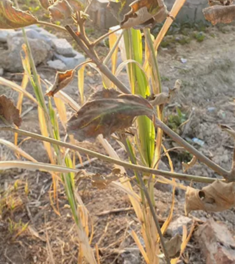 三星note10，韩版12+256，完美屏...