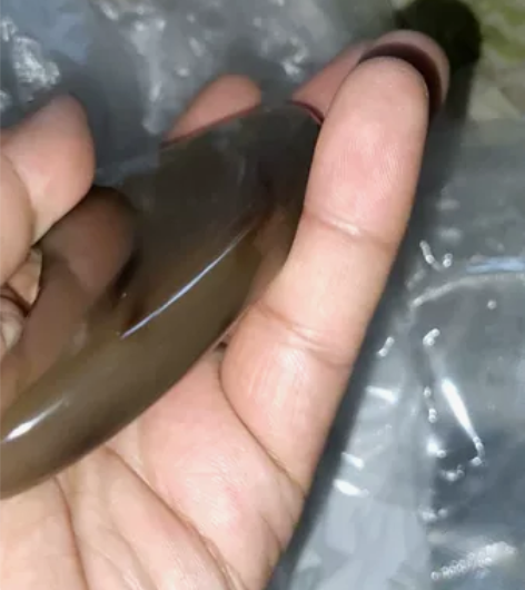 1.2厚白牦牛角三角板微瑕款瑕疵点在正面编...