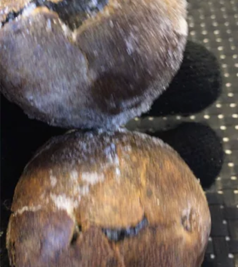 苹果圆狮子头是按其长的型状命名的核桃。原产...