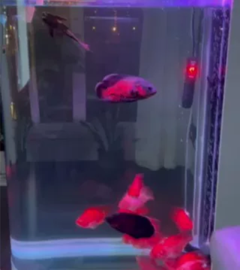 U型子弹头鱼缸  购入3个月 因无暇顾及转...