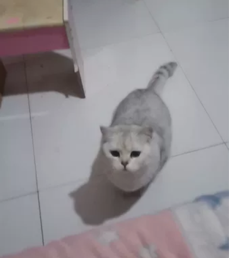 家里小公猫发情了,需要一名小母猫上门配猫,...