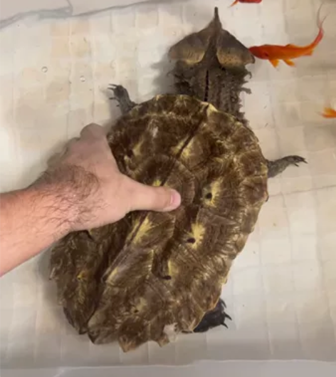 黑玛塔，枯叶龟，背甲26厘米，完美全品，指...