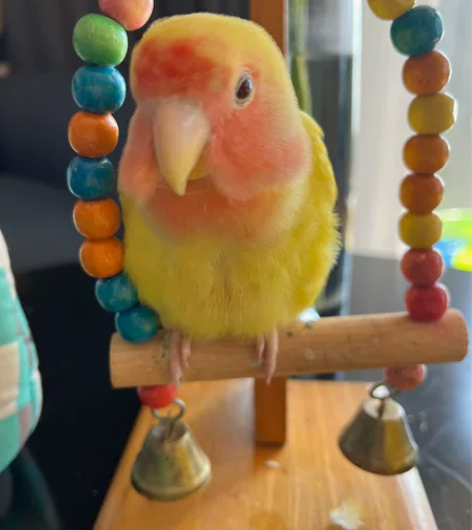 东京巴比伦 完全版 CLAMP 平装，全新...