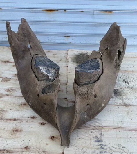 冰河时期猛犸象下颚化石摆件 万年产物 珍藏...