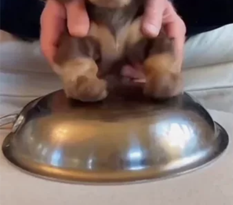 宝雕400小忍者400本田cb1，非电喷，...