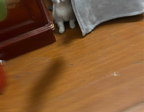 重点加色加白英短，布偶既视感，稀有色，颜色...