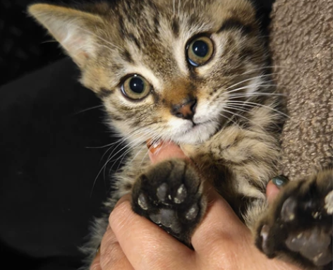 图片在没有下架就表明猫还在，不要再一遍一遍...