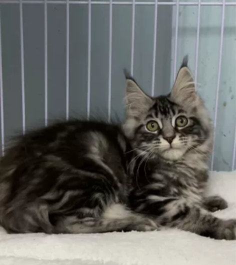 缅因银虎斑，价格美丽，完美品相 脸蛋真的很...