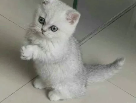 先到先得银渐层猫 小时候太清新可爱了！  ...