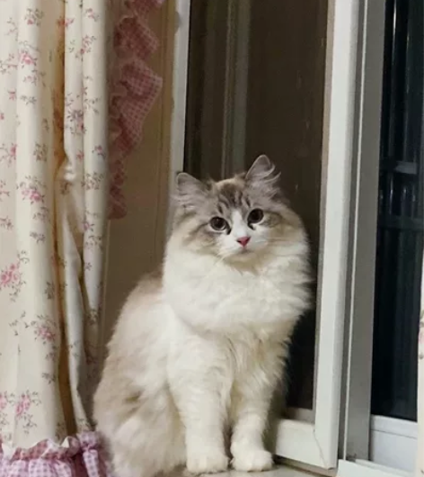 急！！！！  因本人年前离开日照不能养了 ...