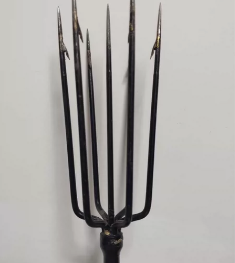 7齿圆鱼叉 是多年叉鱼的鱼友根据自身经...