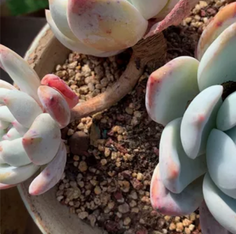 橙梦露,老桩四头,无砍,带飘枝,冠幅18厘...