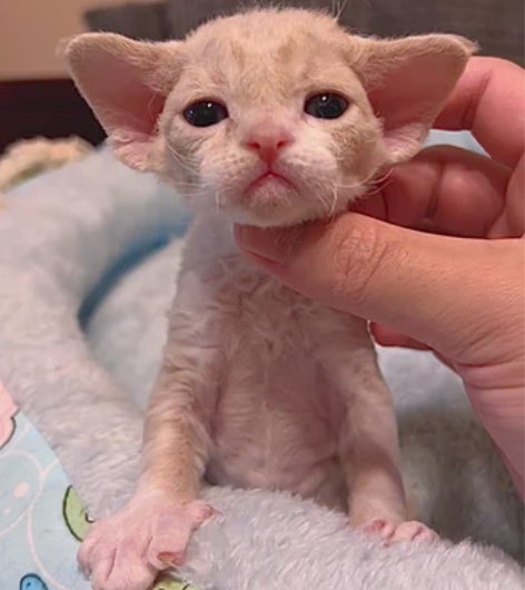 包邮非常高级的丁香色开脸MM，三周龄。小型...