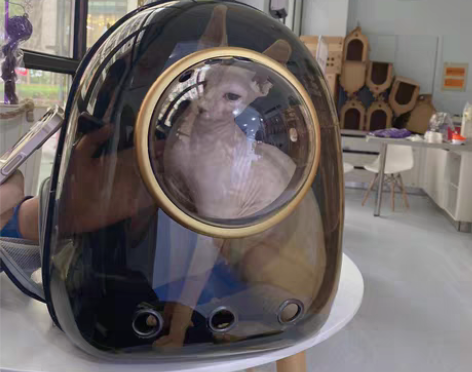 斯芬克司无毛白皮妹妹一只,一岁半了,因家庭...