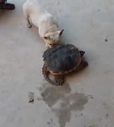 法斗狗狗，家庭原因实在是不能继续照顾，法斗...