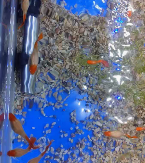 鸿运当头孔雀鱼 鱼苗 非双分水 鱼苗 自家...