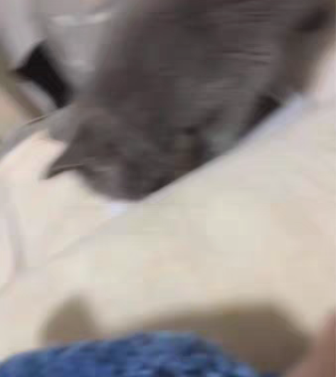 因为搬家   没法继续养了    两只蓝猫...