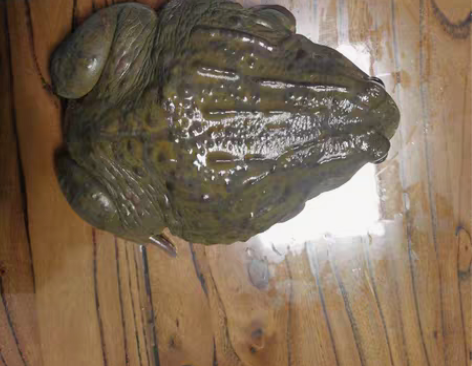 出成体非洲牛蛙 20cm左右大公蛙  家里...