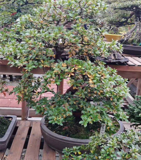 紫慕情,重瓣花,皋月杜鹃本品不包邮。 主干...