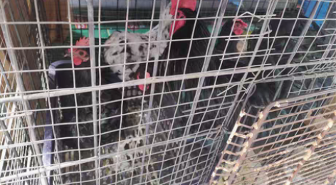 广东鸡，绣球鸡，元宝鸡，一公三母，毛色靓丽...