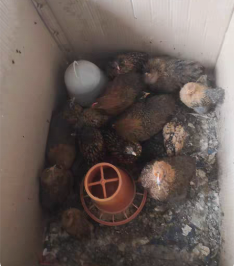 出售球球鸡！红波兰鸡，喜欢私聊！全国快递！...