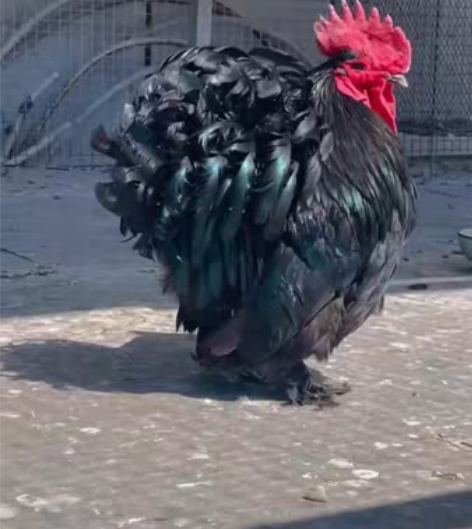 观赏鸡种蛋预售，直接拍没有，需要预定，黑绣...